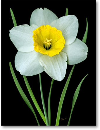 0604-04 Single White Daffodil