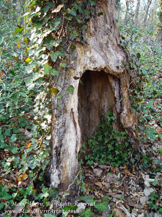 Big Tree Stump