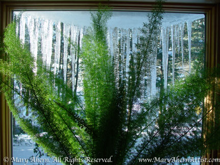 2003-12-asparagus fern Asparagus densiflorus 'Meyeri' in December 2003