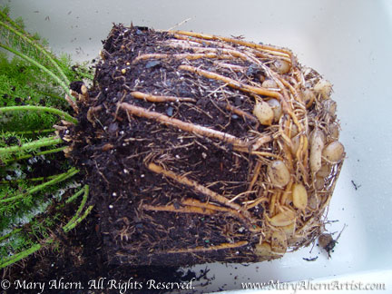 2009-03-05-fern1 Asparagus fern compacted root mass March 2009