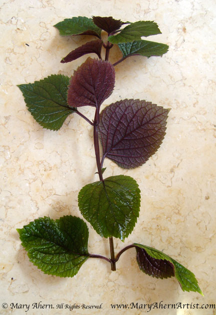 1DSC00262-plectranthus An apical cutting of Plectranthus