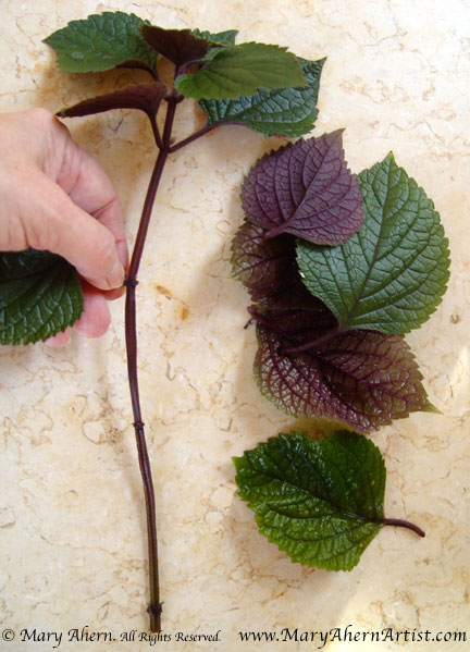 2DSC00263-plectranthus I use my fingers rather than scissors to snip off the leaves because the give me more control