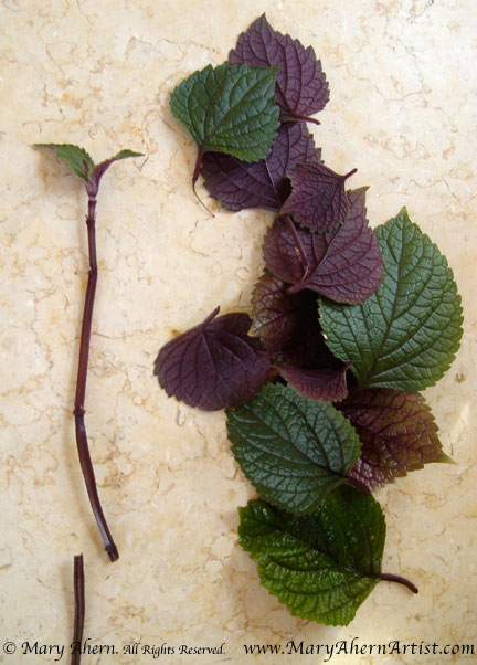 3DSC00264-plectranthus Once I cleanly remove the excess leaves I discard them