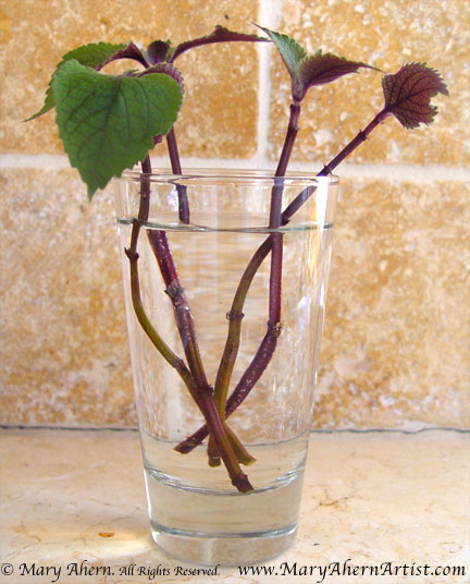 4DSC00282-plectranthus I like keeping the glass on my windowsill in the kitchen so I can enjoy watching the roots grow