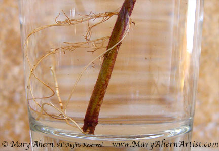 6DSC00277-plectranthus Wherever there is a leaf node submerged in water the roots will develop