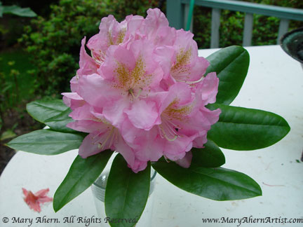 Big Rhododendron