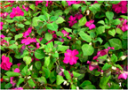 impatiens-early-symptoms-mildew