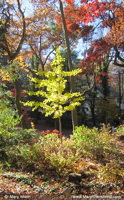 Fall colors of the Ginkgo tree