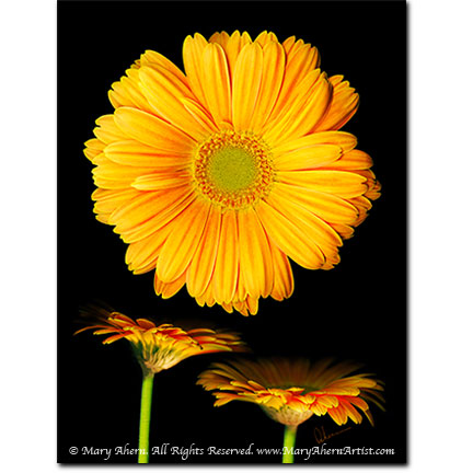 Orange Gerberas