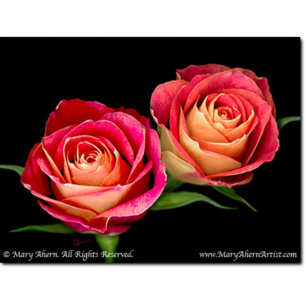 Double Red Rose - Designer Prints - Mary Ahern Artist
