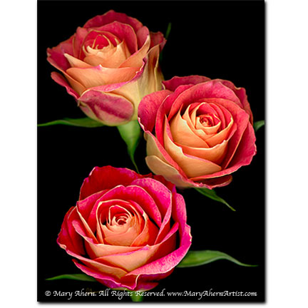Triple Red Rose - Designer Prints - Mary Ahern Artist