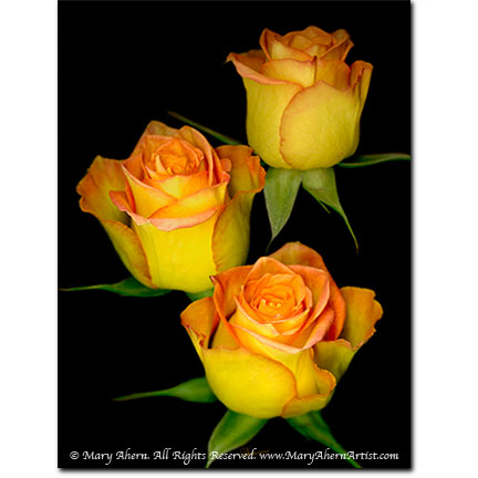 Triple Yellow Rose