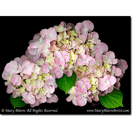 Pink Hydrangea - Designer Prints - Mary Ahern Artist