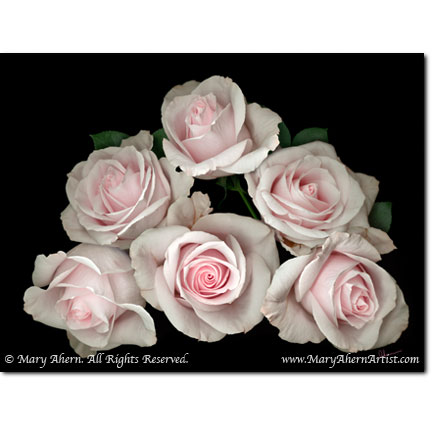 Pink Rose Pyramid - Designer Prints - Mary Ahern Artist