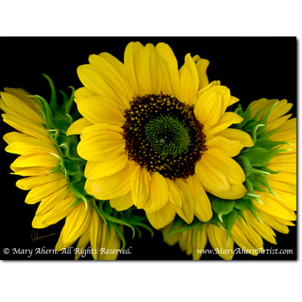 Sunflower Trio