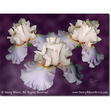 Iris germanica on Purple