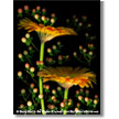 Gerbera with Hypericum