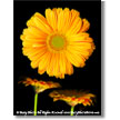 Orange Gerbera Trio