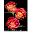 Valentine's Day Gift-Floral Prints