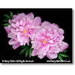 Korman For the Cure-Donation