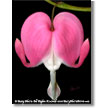 Susan Korman For the Cure-Donation