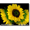Sunflower Trio