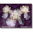 Iris Germanica Digital Print