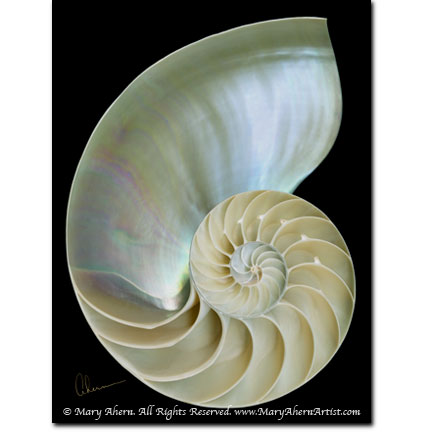 Nautilus Shell