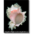 Pink Murex Shell