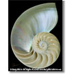 Nautilus Shell