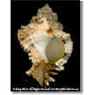 Brown Murex Shell