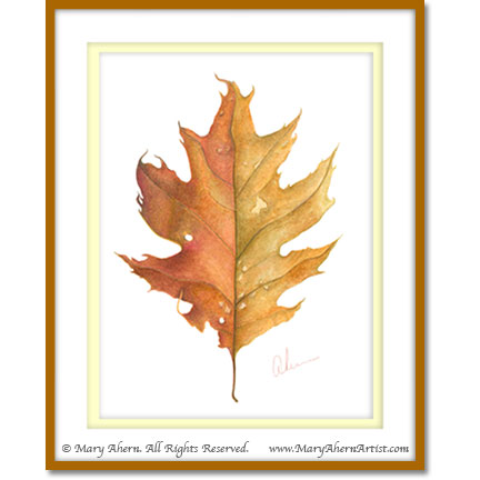 A Northern Red Oak Leaf (Quercus rubra  
