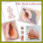 Frameable Note Cards - The Shell Collection