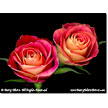 Double Red Rose