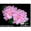 Kansas Peonies