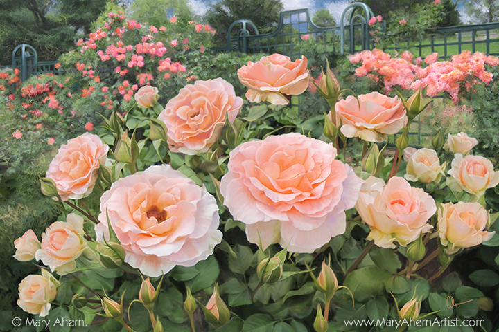 Peggy's Rose Garden