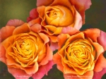 'Free Spirit' Rose