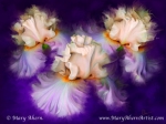 Dancing Iris