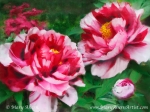 'Fire Flame' Peony