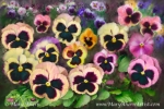 Pansy Field