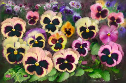 Pansy Field. 24x36
