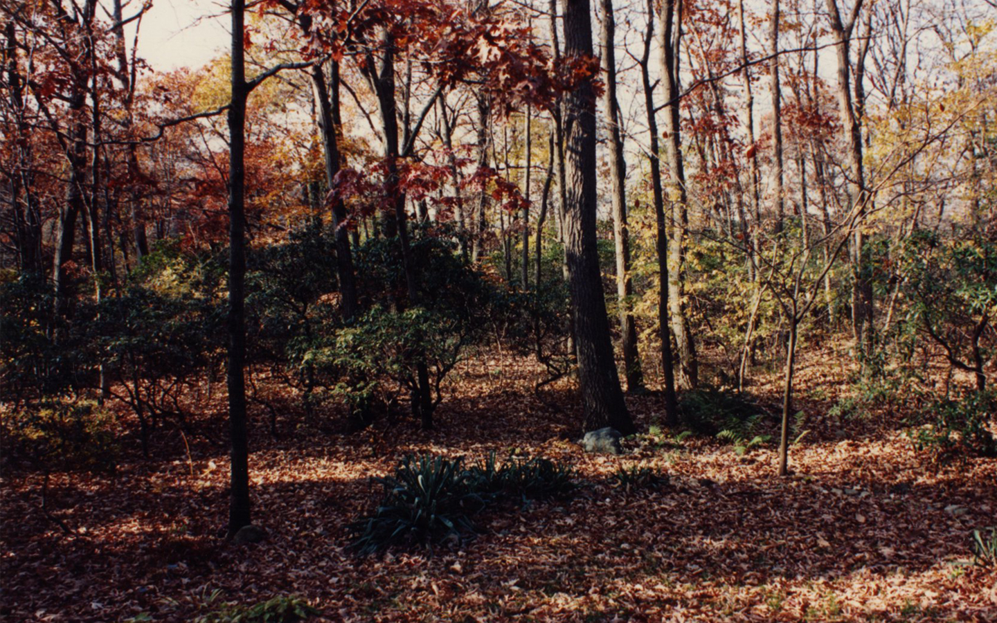 The Cleaned Up Original Woodland