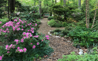 Knowing what to plant in the shade is imperative to success.