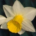 Dvision 1 Trumpet daffodil - Bravoure