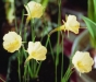 Division 10 Bulbocodium daffodil - Julia-Jane