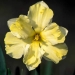Division 11a Split corona collar daffodil - Cassata