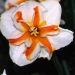 Division 11b Split corona papillon daffodil - Trepolo