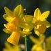 Division 12 Other daffodils - Tete-a-tete