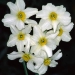 Division 13 Only botanical name daffodil: -x-odorus-flore-pleno