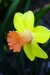Division 2 Large cup daffodil - Capree Elizabeth